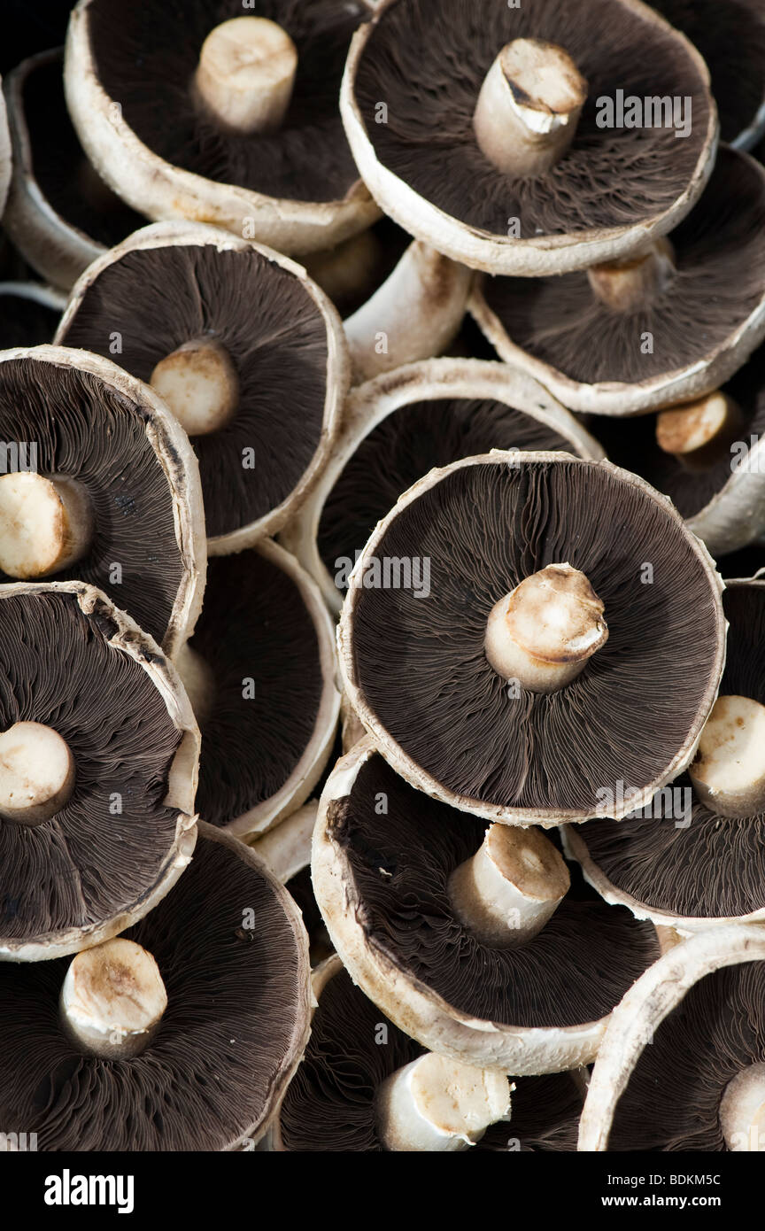 Pilze auf einem Markt Stockfoto