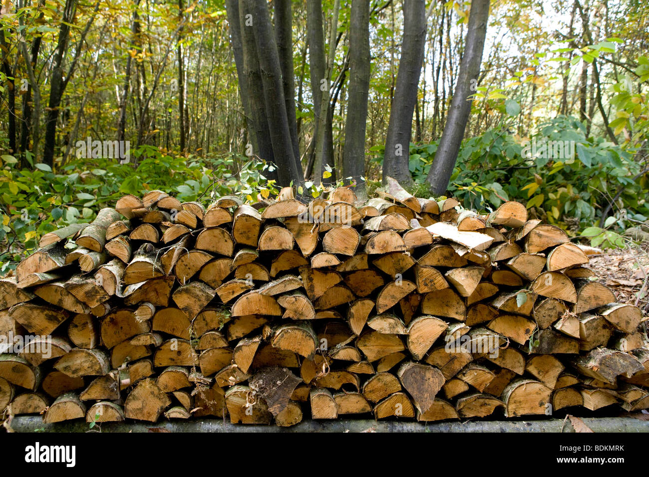 Tracey und Mike Pepler von 8 Hektar Mischwald. Süße Kastanien-Niederwald Polter. Roggen, Ost Susex. Stockfoto