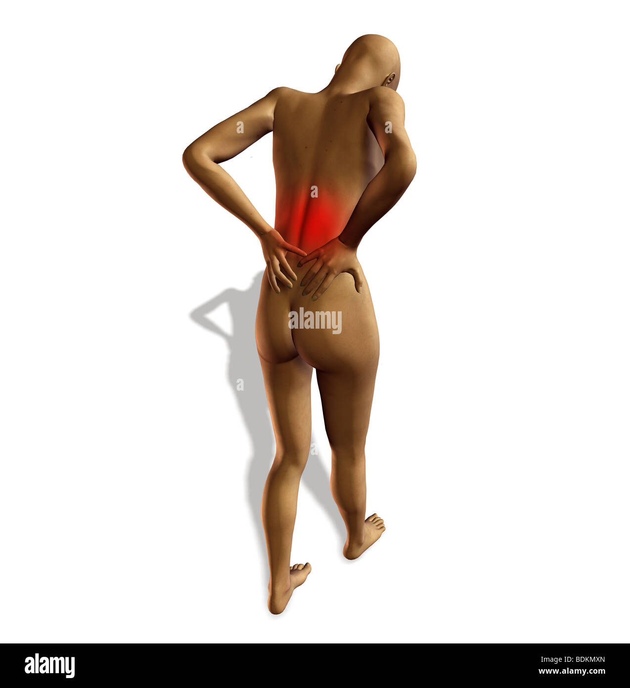 menschliche Anatomie Abbildung zeigt Stockfoto