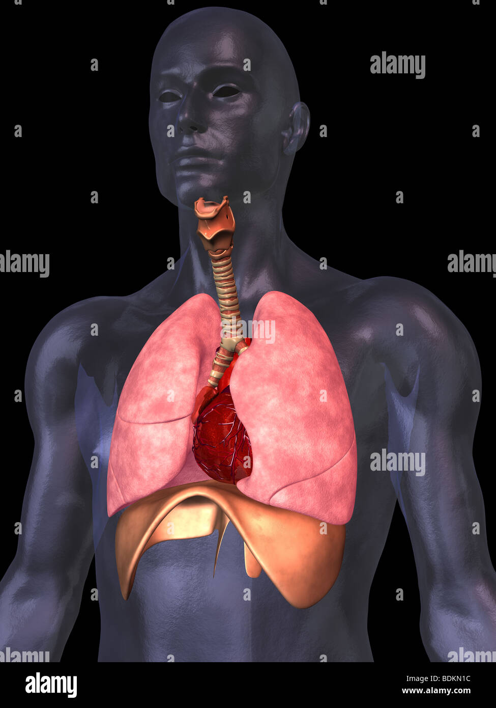 menschliche Anatomie Abbildung zeigt Stockfoto