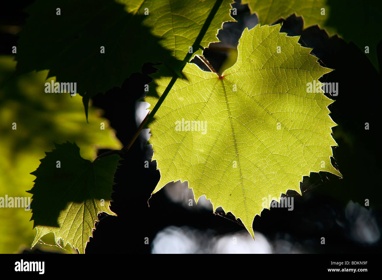 Blätter der Weinrebe im Gegenlicht - Anbau von Reben Stockfoto