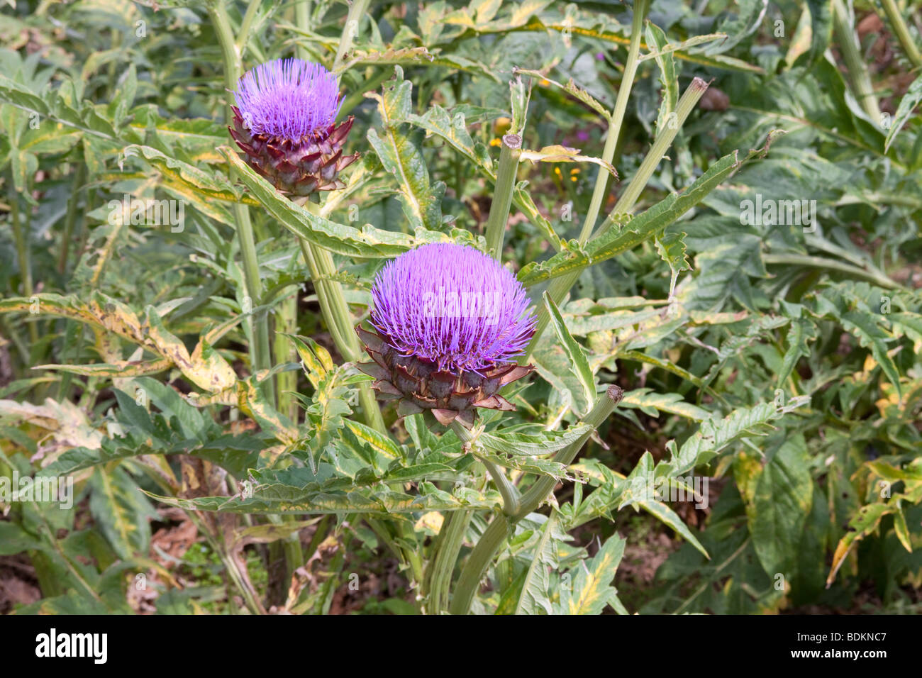 Artischocke Cynara Scolymus. Stockfoto