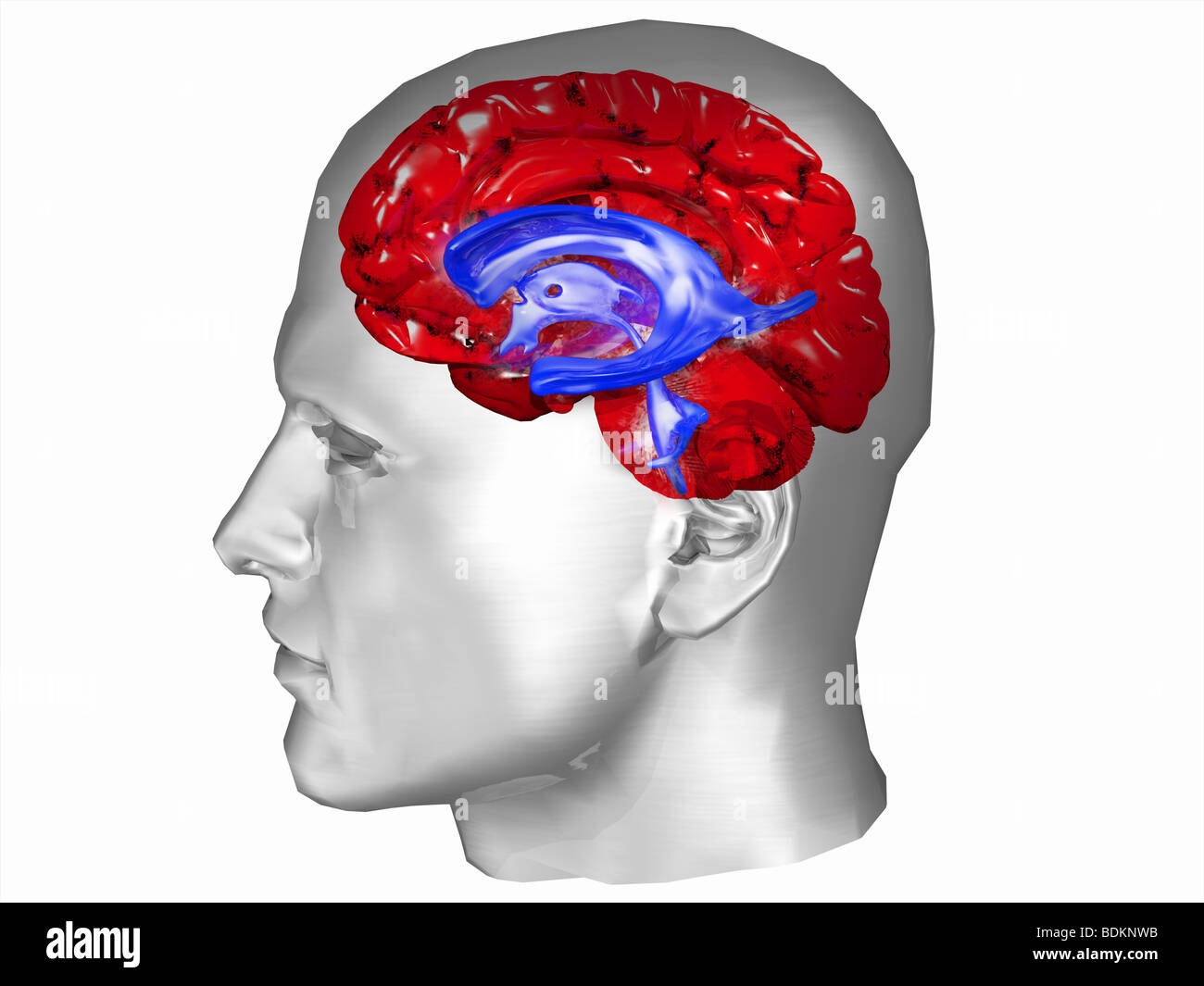 Gehirn und Ventrikelsystem innerhalb eines menschlichen Kopfes Stockfoto