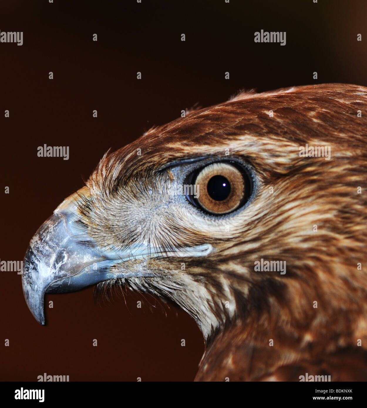 Rot - angebundener Falke (Buteo Jamaicensis), Detailansicht des Kopfes Stockfoto