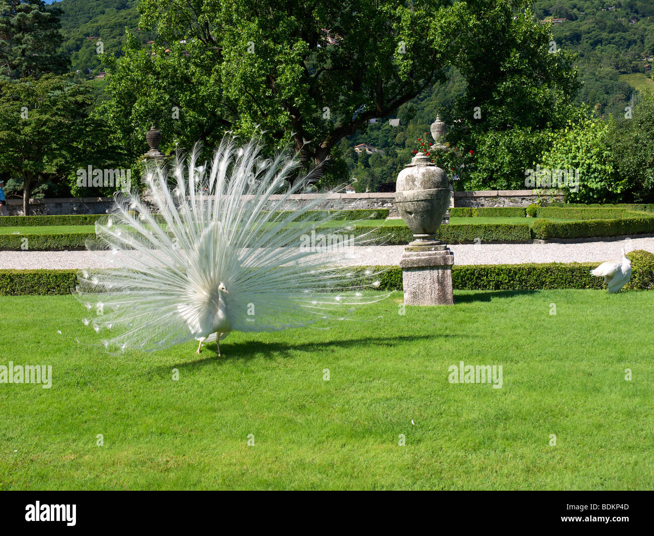 Berühmten weißen Pfauen auf Isola Bella-Palazzo und Gärten in den Lago Maggiore in Norditalien Stockfoto