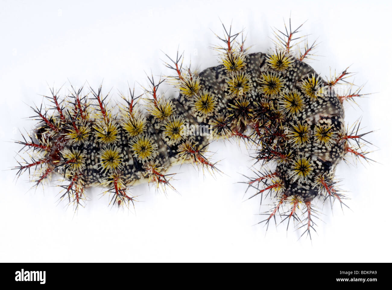 Buck Motte Raupen, eine Spezies mit giftigen Stacheln Stockfoto