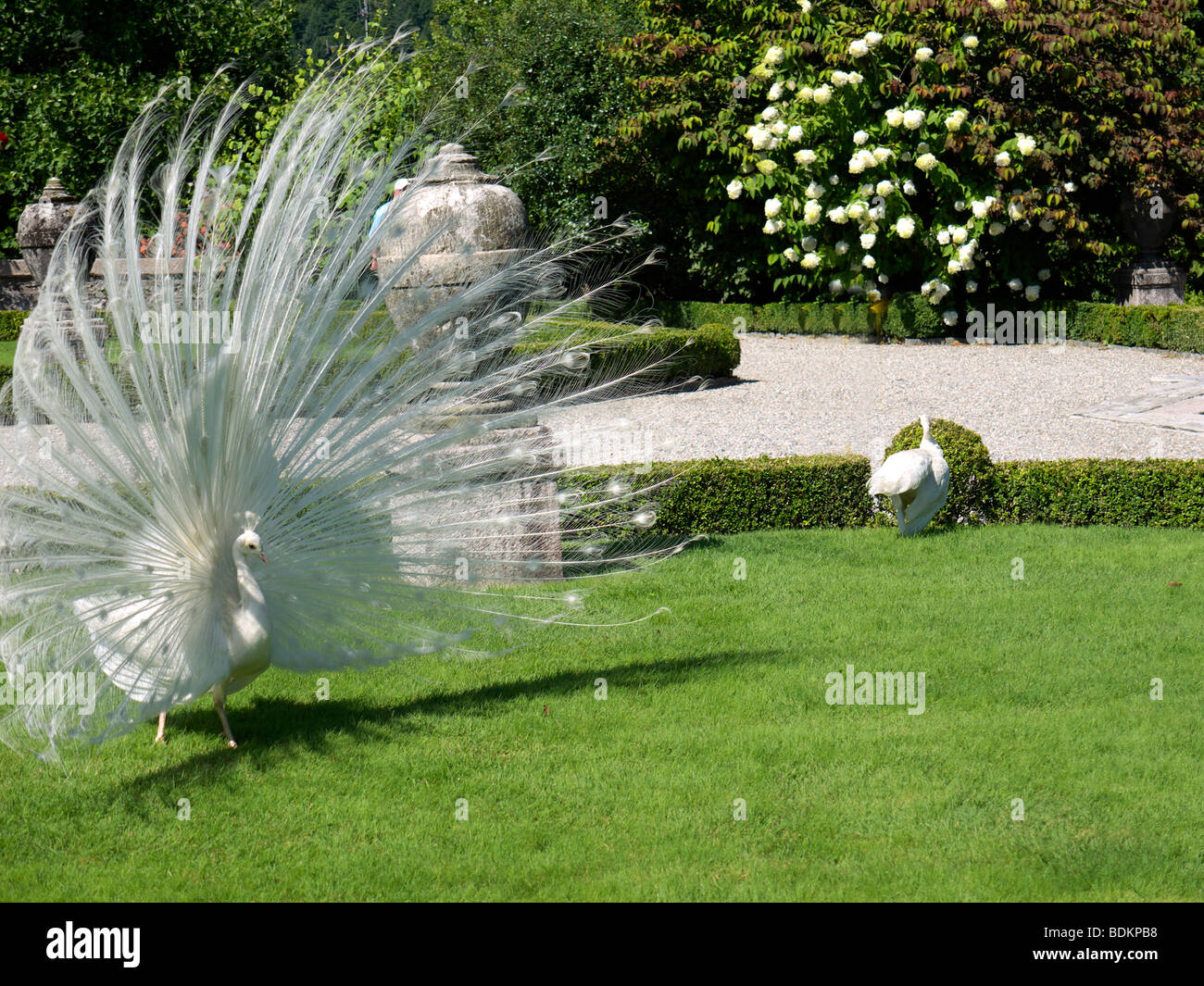 Berühmte weiße Pfauen von Isola Bella-Palazzo und Gärten in den Lago Maggiore in Norditalien Stockfoto
