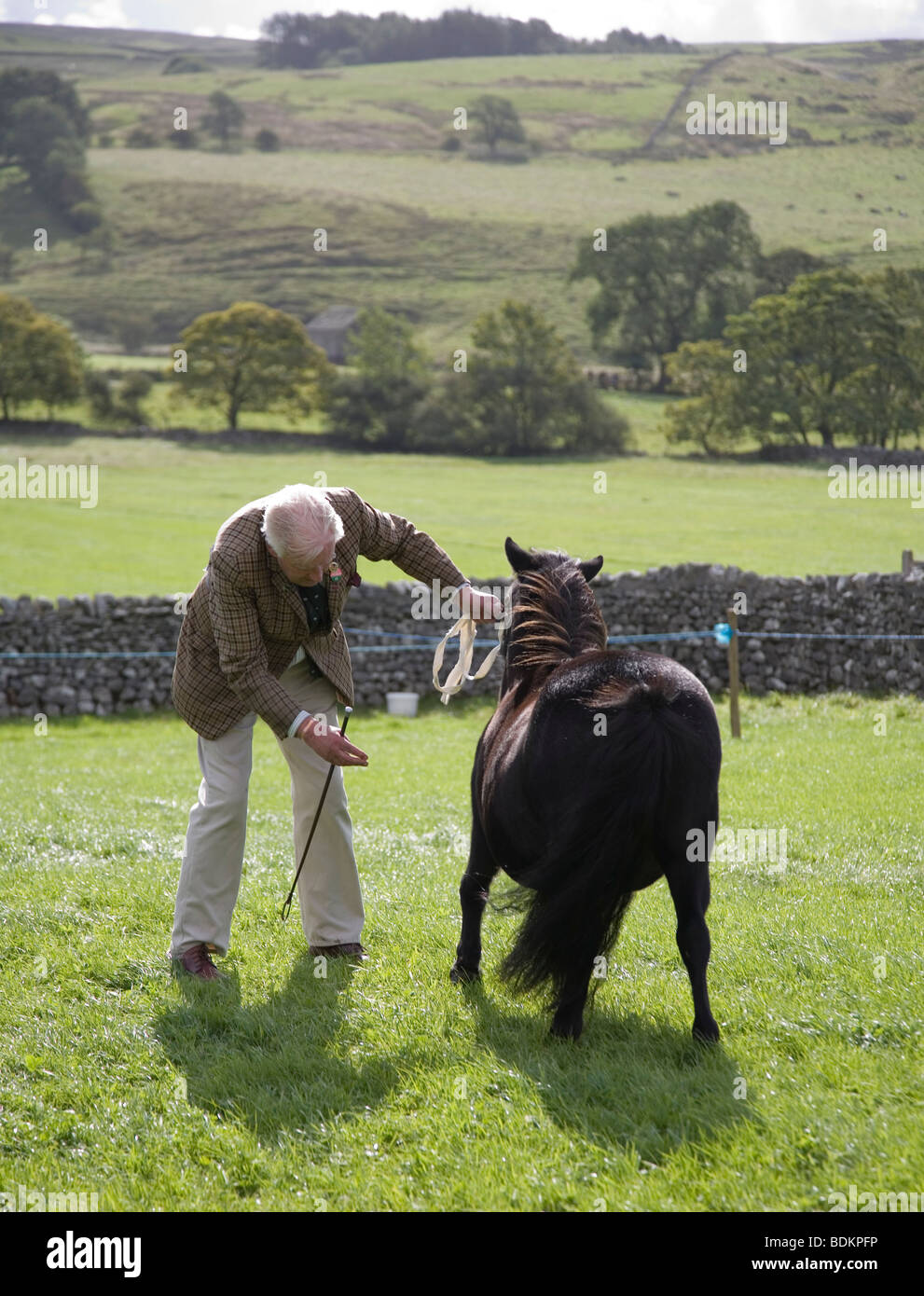 Shetland-Pony, vorbereitet für die Beurteilung im Show Ring bei Malham Agricultural Show, Malhamdale, Yorkshire Dales Stockfoto