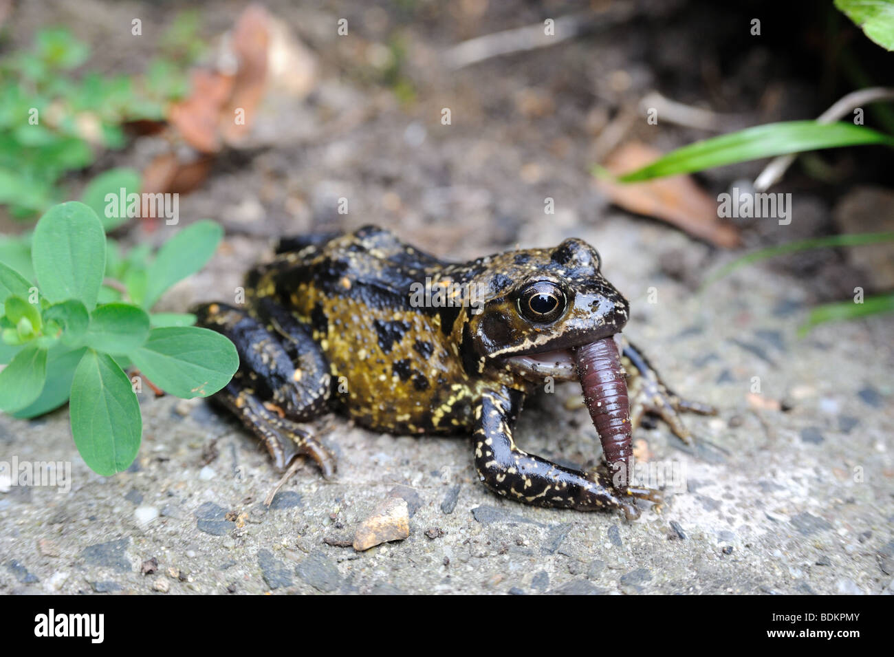 Garten Frosch schlucken eine fette saftige Regenwurm Stockfoto