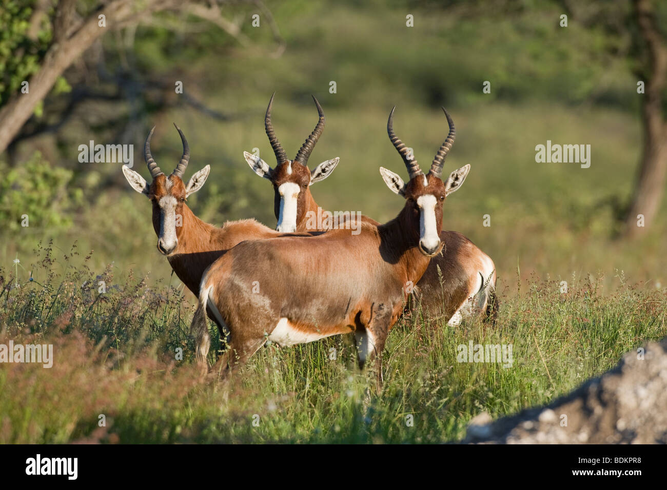 Captive Blessböcke (Damaliscus Dorcas) auf einer Wildfarm in Otjiwarongo, Namibia Stockfoto