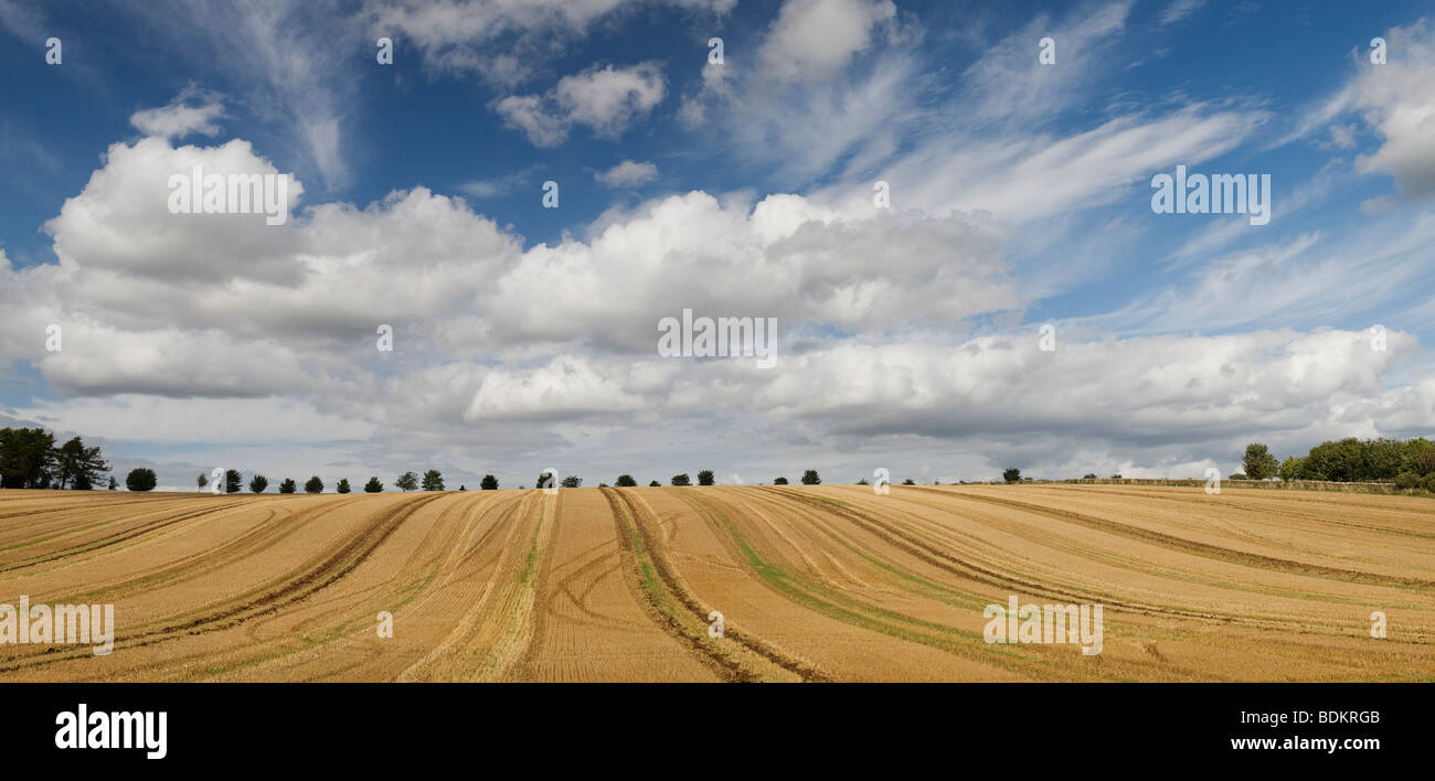 Abgeernteten Weizenfeld, in der englischen Landschaft. Cotswolds, Gloucestershire, England Stockfoto