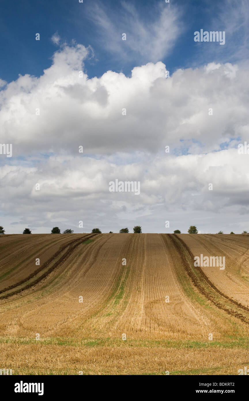 Abgeernteten Weizenfeld, in der englischen Landschaft. Cotswolds, Gloucestershire, England Stockfoto