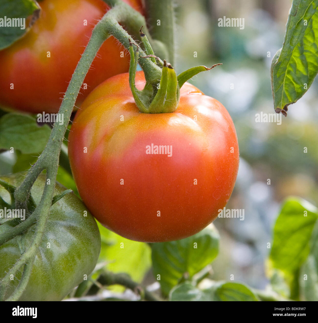 Kultivierte rote Tomate wächst im ländlichen Frankreich August 2009 Stockfoto