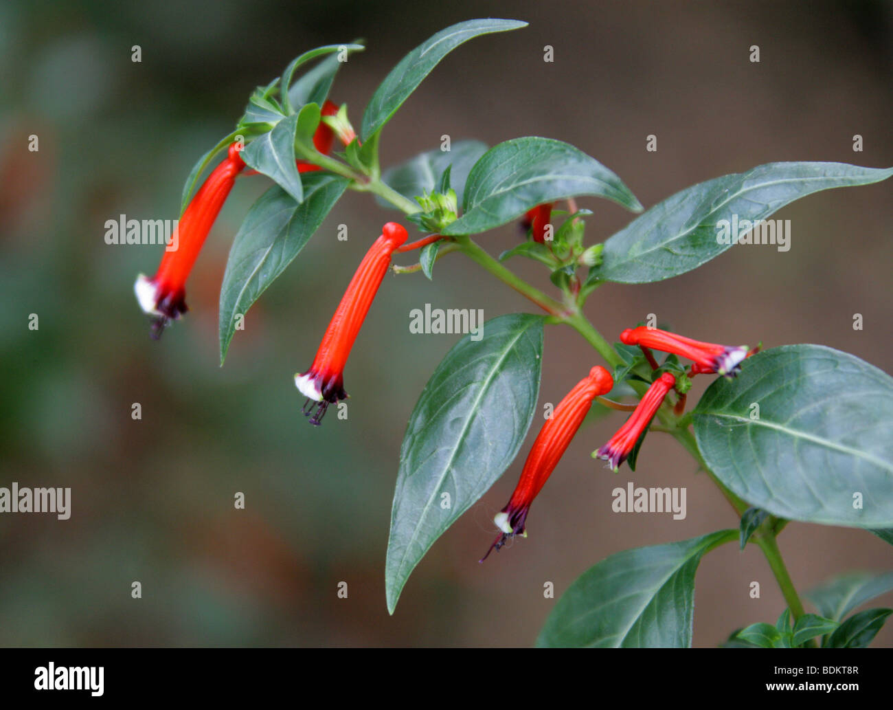Feuerwerkskörper Pflanze oder Zigarre Pflanze, Cuphea Ignea, Lythraceae, Mexiko, Nordamerika und Westindien Stockfoto