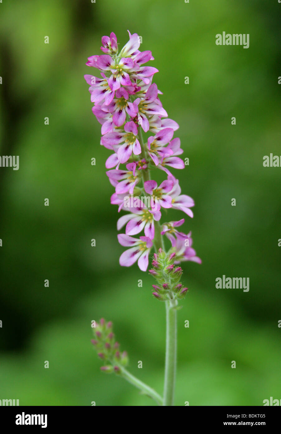 Brautkranz pflanze -Fotos und -Bildmaterial in hoher Auflösung – Alamy