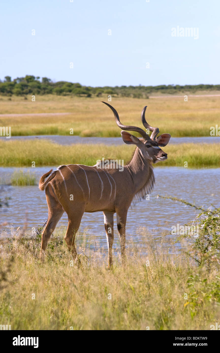 Größere Kudu Tragelaphus Strepsiceros in Fischers Pan in Namutoni in Etosha Nationalpark Namibia Stockfoto