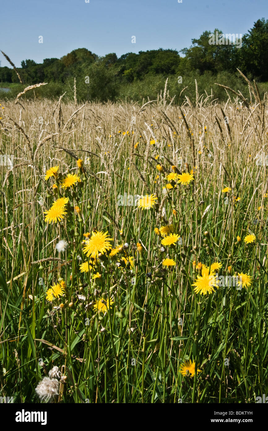 Wildblumen, Disteln und Unkraut im Prairie Field, Manitoba, Kanada Stockfoto