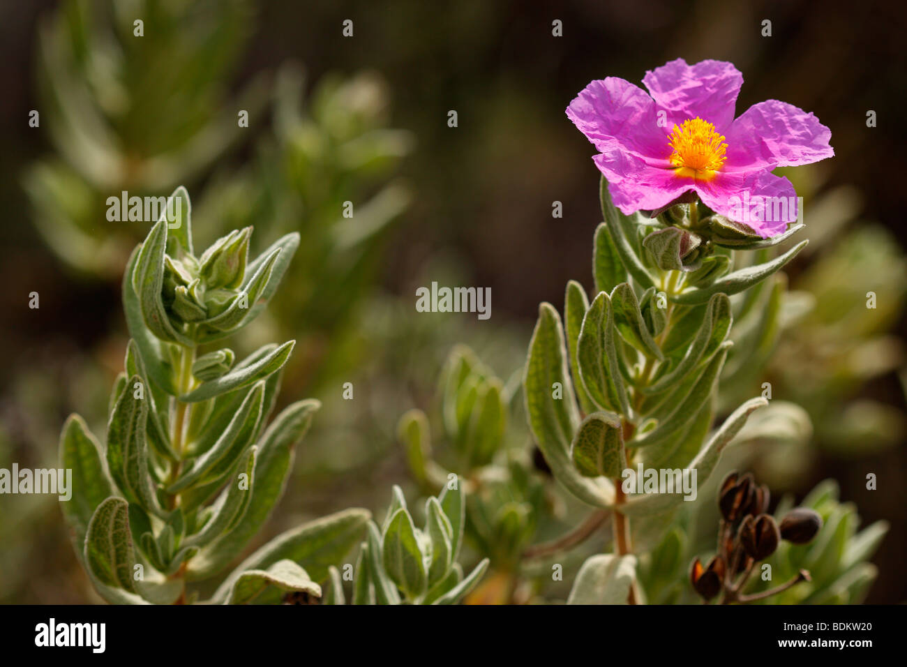 white-leaved-zistrose-cistus-albidus-alicante-spanien-stockfotografie