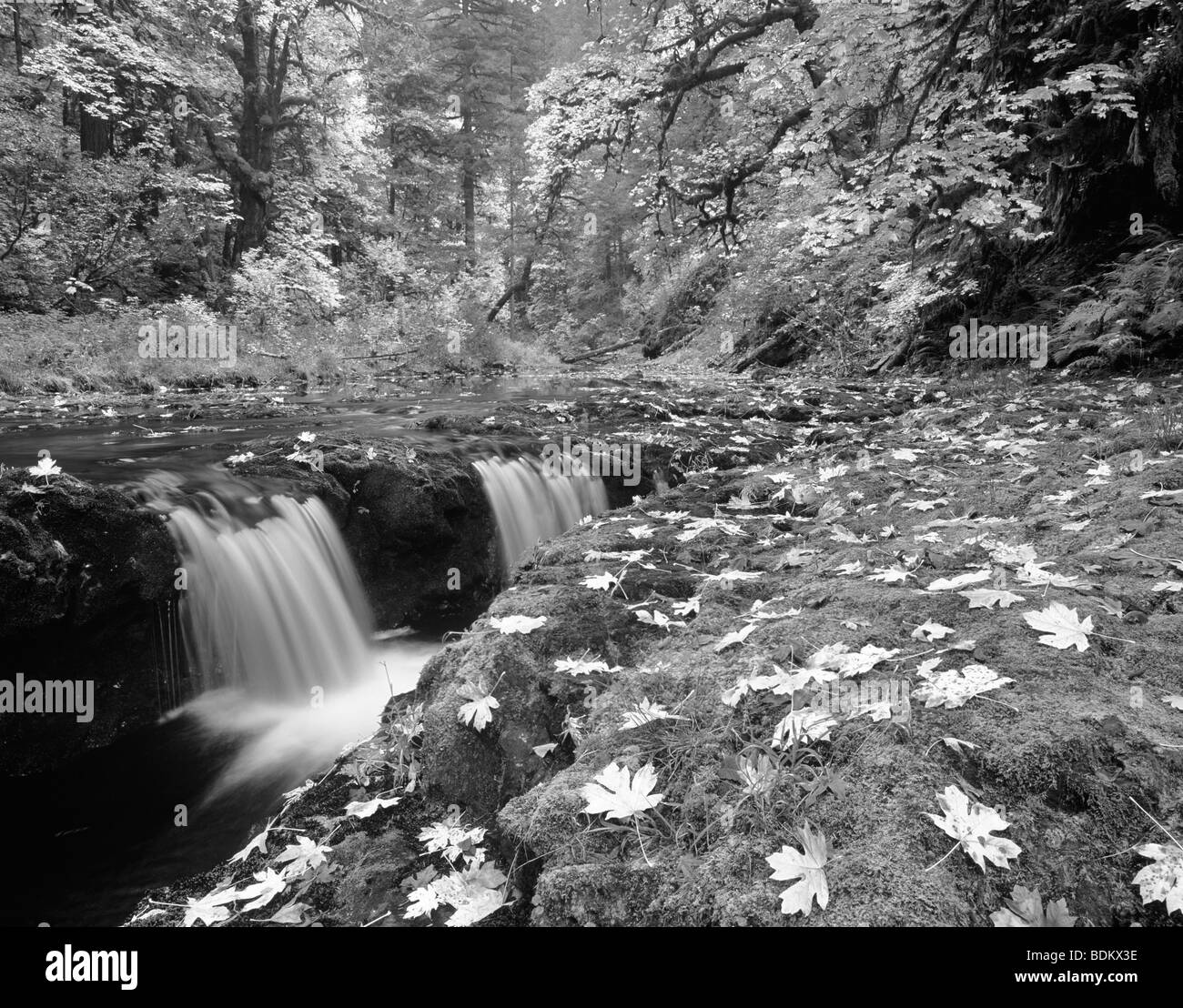 Fallen Sie farbige Big Leaf Maple Blätter. North Fork Silver Creek. Silver Falls State Park. Oregon. Stockfoto