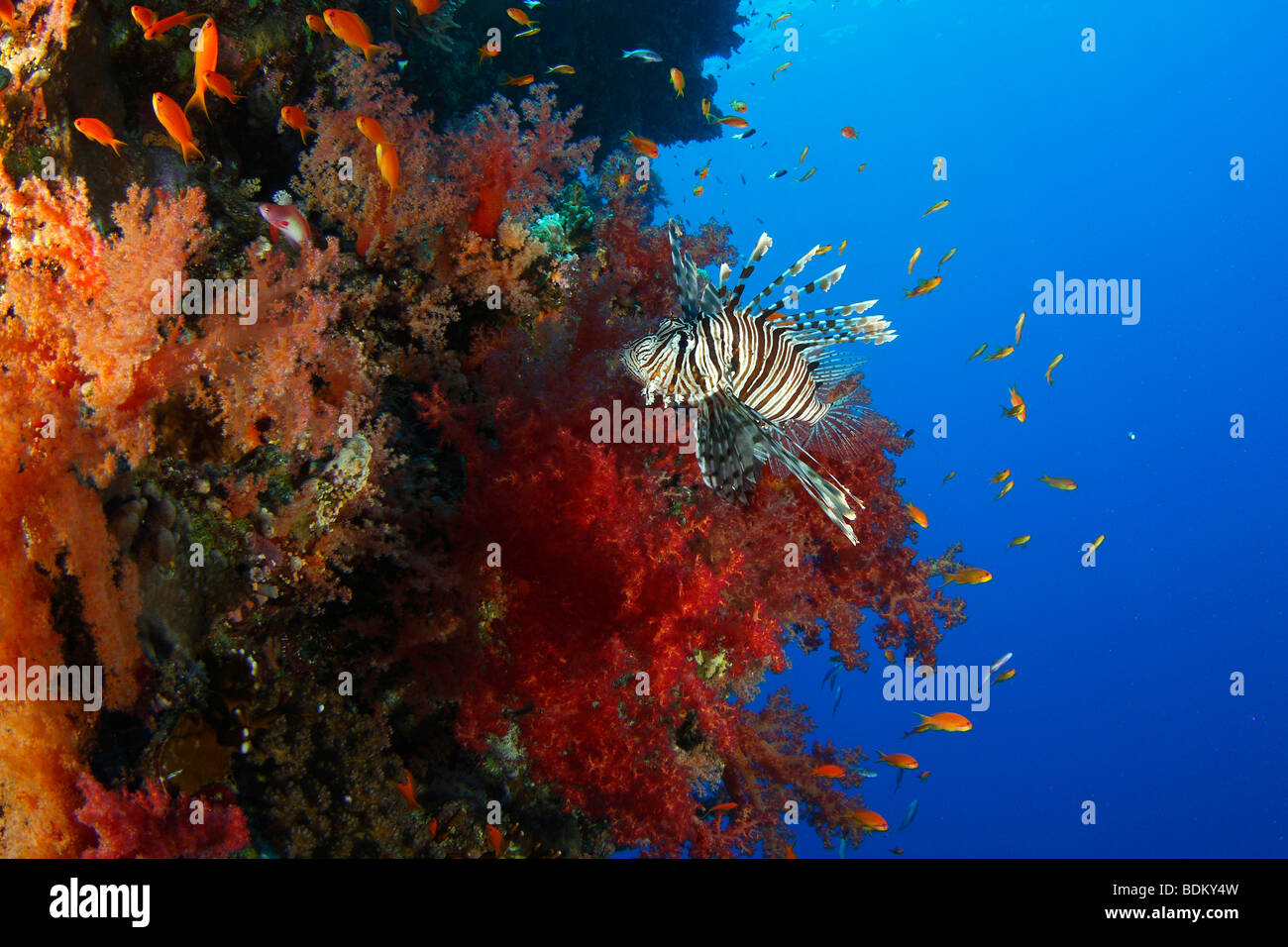 Eine gemeinsame Rotfeuerfische schwimmen entlang einer wunderschönen Riff Wand bedeckt mit bunten roten Weichkorallen und Fee rot Basslets. Stockfoto