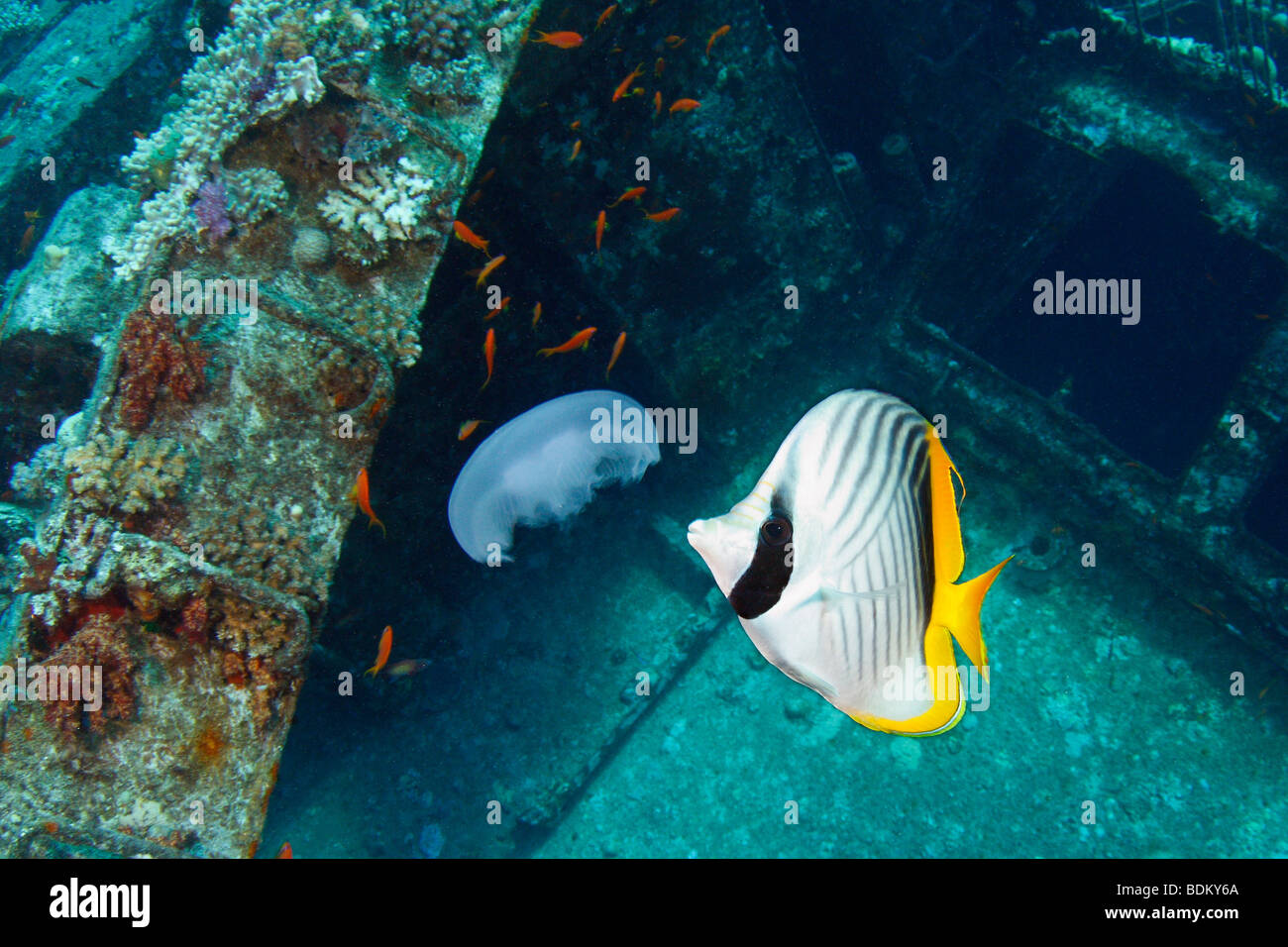 Ein Threadfin-Falterfische ernähren sich von eine Swimming-Gelee Fisch mit rote Fee Basslets und ein Schiffswrack im Hintergrund. Stockfoto
