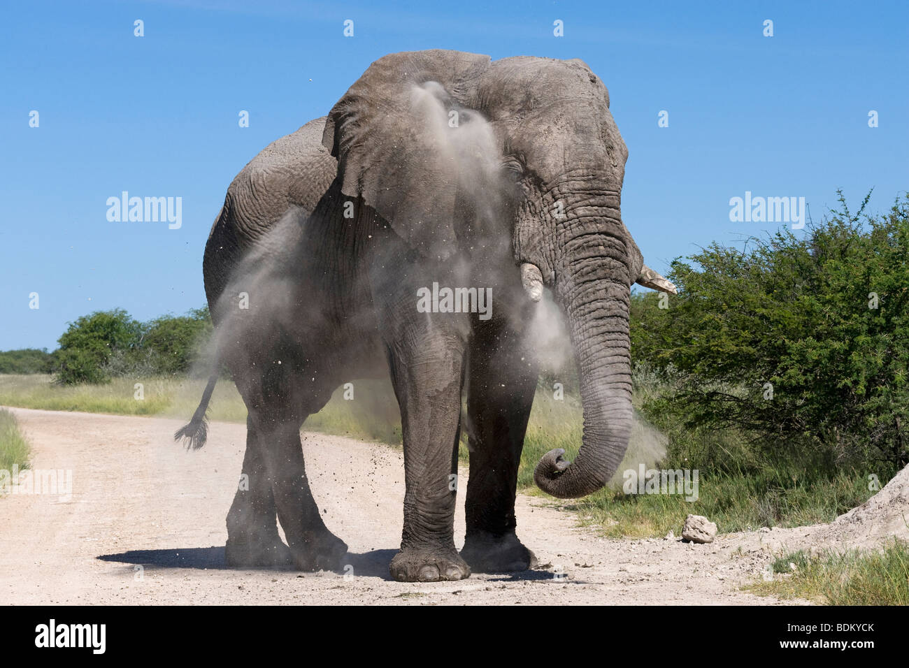 Elefant Loxodonta spritzt sich mit Staub Africana Etosha Nationalpark Namibia Stockfoto