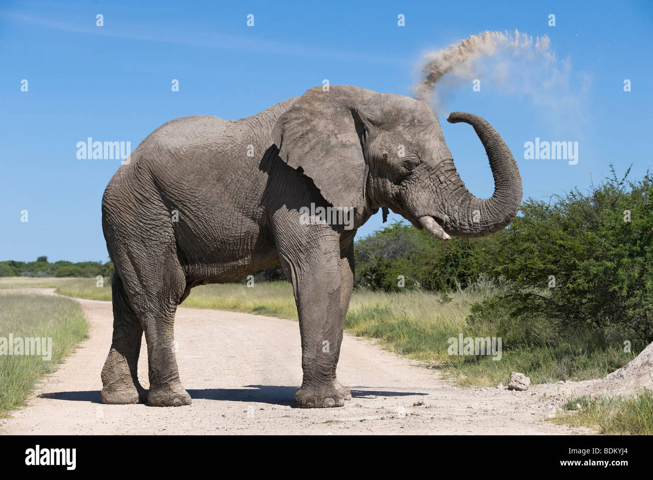 Afrikanischer Elefant Loxodonta Africana spritzt sich mit Staub Etosha Nationalpark Namibia Stockfoto