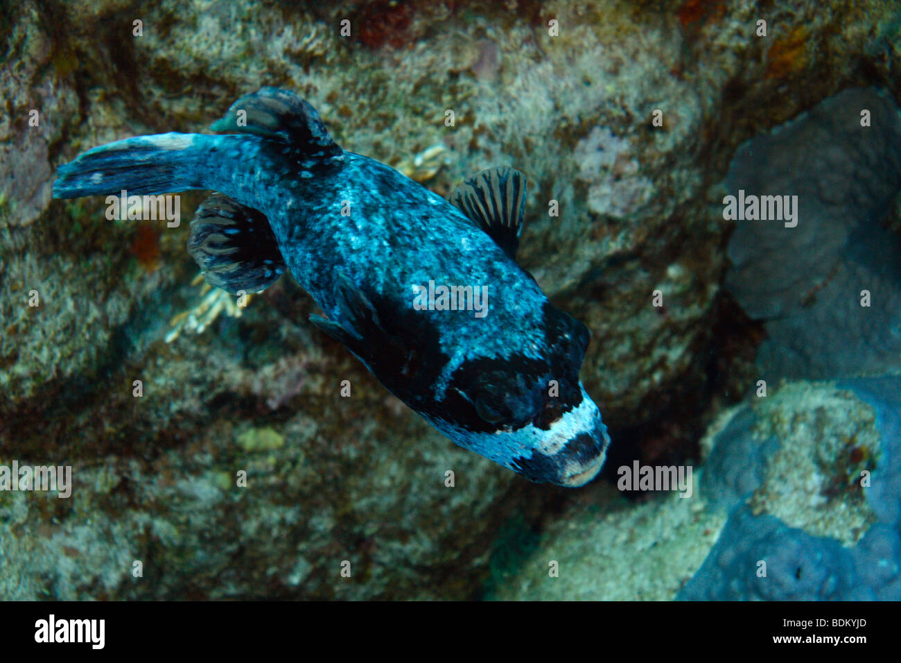 Blau maskierte Kugelfische schwimmen entlang einer Korallenformationen. Stockfoto