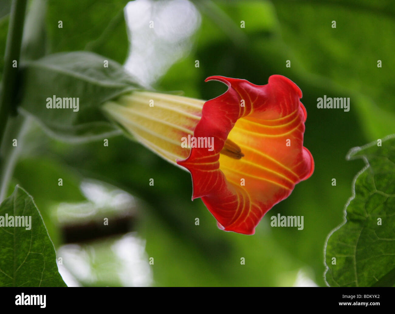 Engelstrompeten Brugmansia sanguineaund, Solanaceae, westlichen tropischen Südamerika Stockfoto