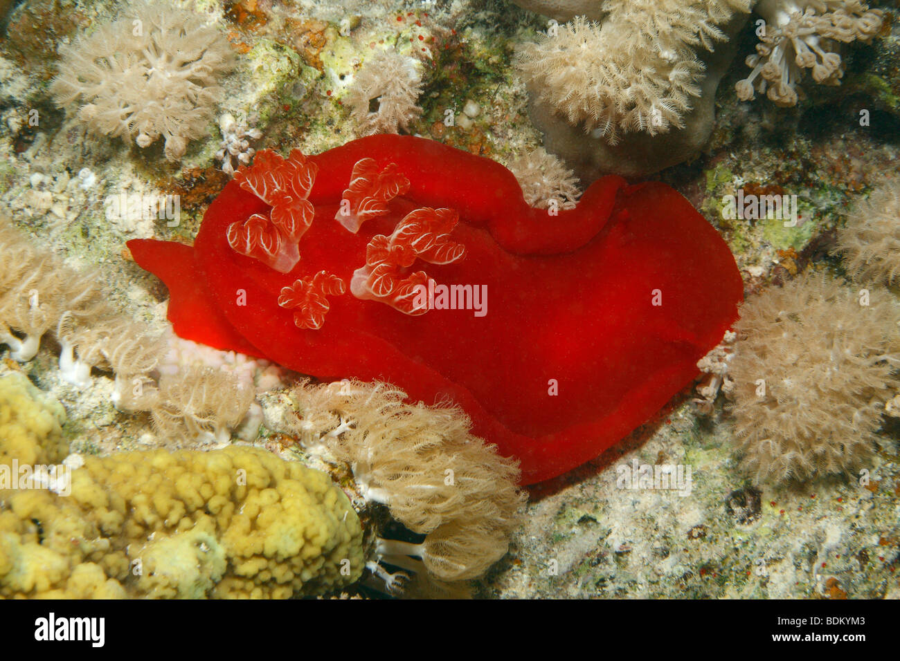 Spanische Tänzerin, eine große rote Nacktschnecke auf ein Korallenriff-Oberfläche kommen in der Nacht zu ernähren sich von Schwämmen. Stockfoto