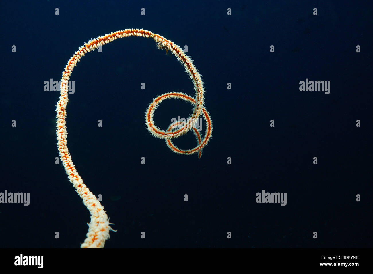 Spiralförmige Peitsche Korallen in eine äußere Richtung mit dunkelblaue klare Wasser Hintergrund erweitern. Stockfoto