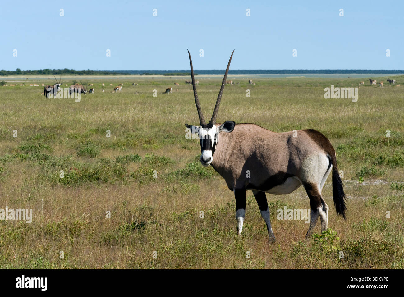 Oryx Oryx Gazella Etosha Nationalpark Namibia Stockfoto