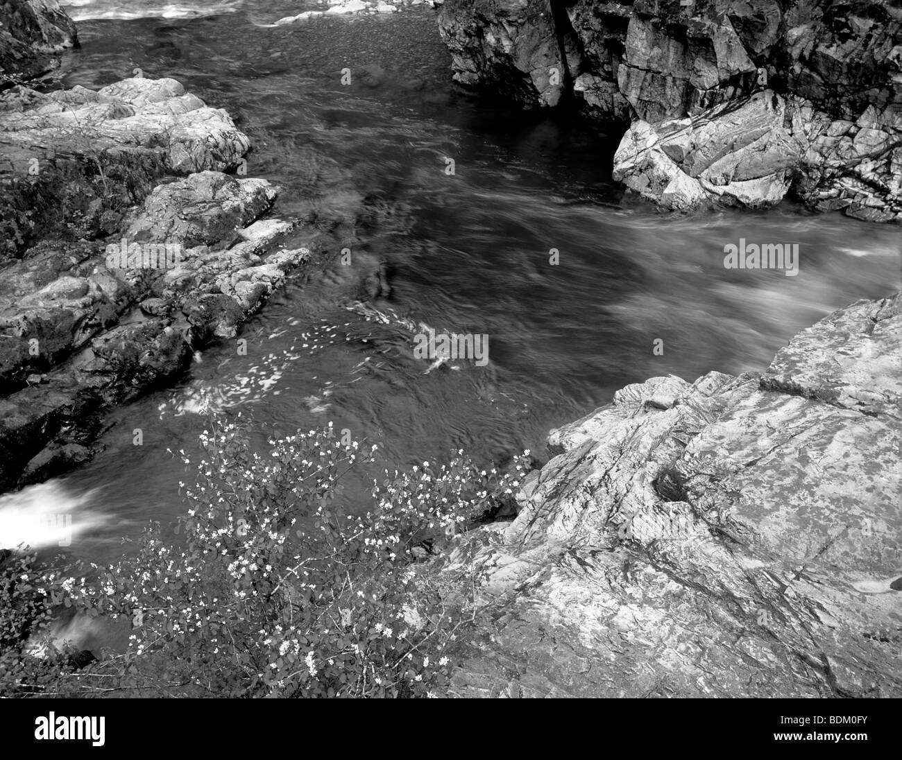 Grüner Pool mit Blumen am Quartzville Creek Wild and Scenic River. Oregon Stockfoto