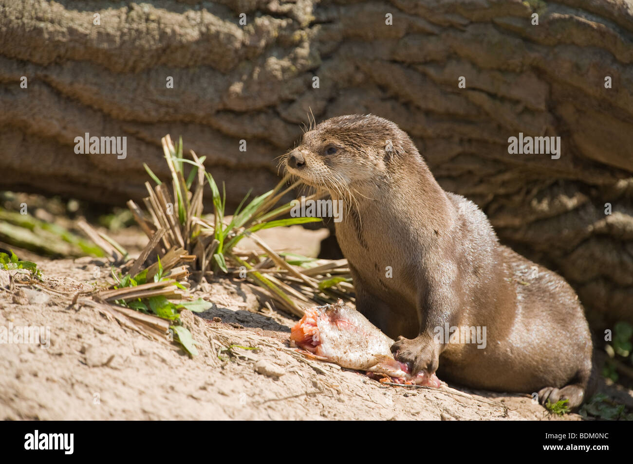 North American River Otter Lontra Canadensis ernähren sich von Fisch am Ufer eines Flusses. Stockfoto