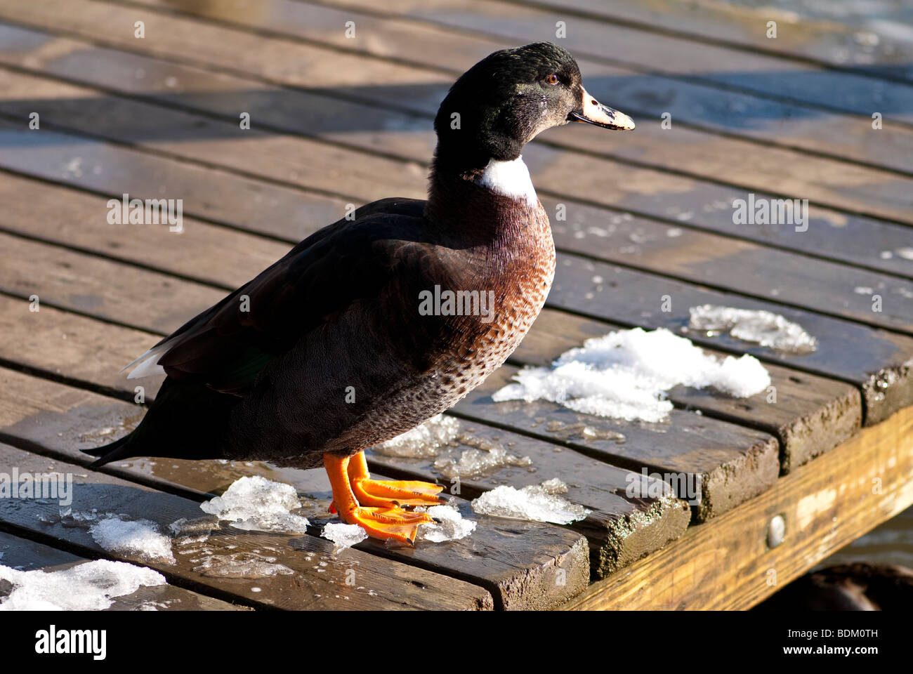 Ein alleines deck weibliche Stockente, stehend auf einem eisigen, verschneiten im Winter Stockfoto