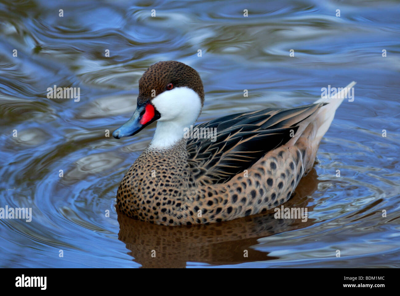 Bahama Pintail Anas bahamensis Stockfoto