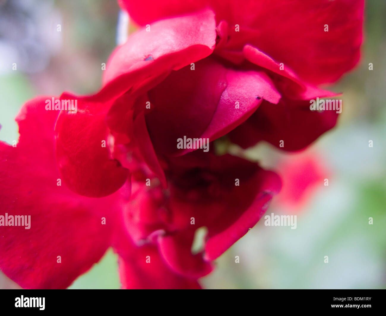 rote Blume Abstrakt Stockfoto