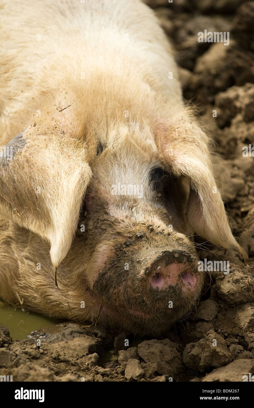 Ein glückliches Schwein in ein wälzen Stockfoto