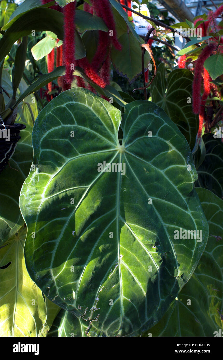 Große tropische Pflanze wächst im Treibhaus oder grünen Haus Stockfoto