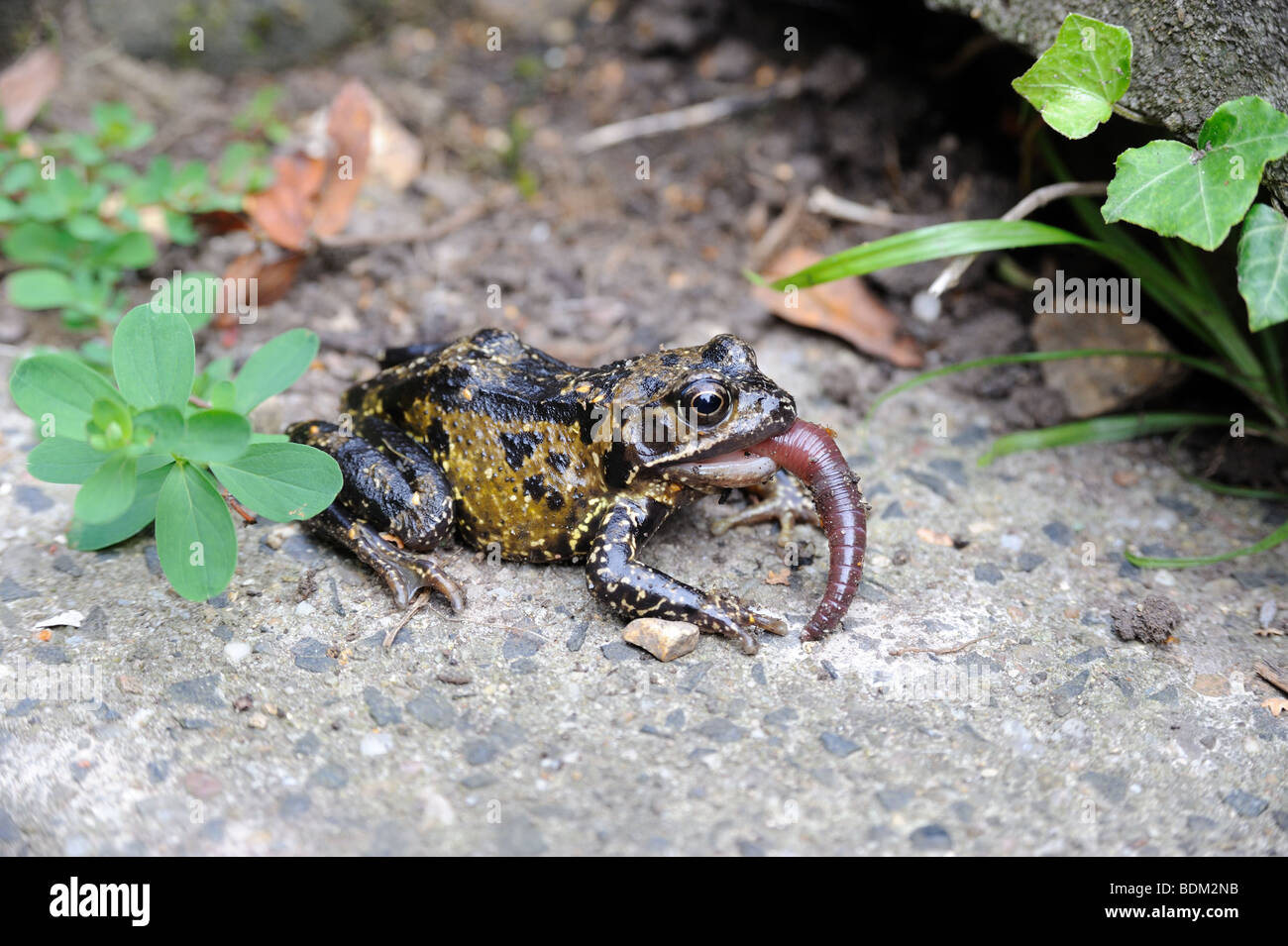 Garten Frosch schlucken eine fette saftige Regenwurm Stockfoto