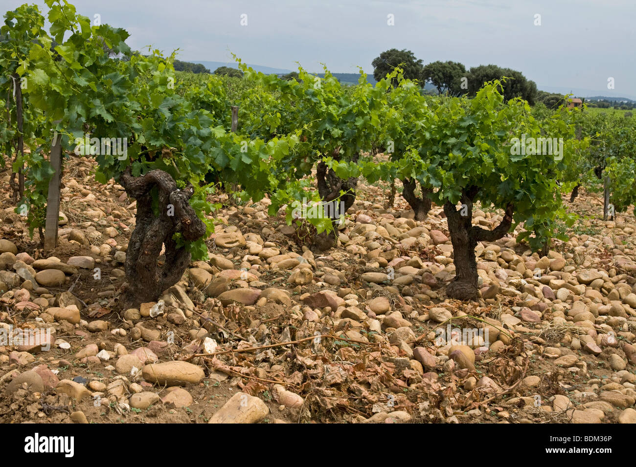 30 Jahre alten Weinreben auf einem Weingut in Chateauneuf Du-Pape, Frankreich, zeigt die stoney Boden, dass diese Trauben wachsen Stockfoto