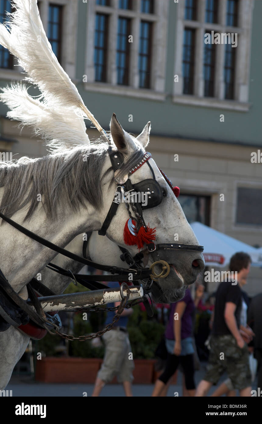 Kopfschuss des Pferdes ziehen Schlitten in Krakau Polen Stockfoto