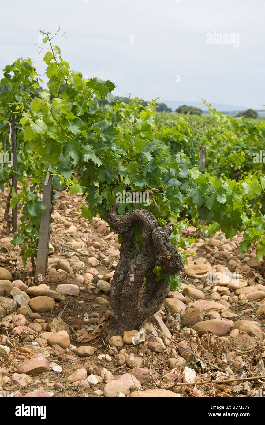 30 Jahre alten Weinreben auf einem Weingut in Chateauneuf Du-Pape, Frankreich, zeigt die stoney Boden, dass diese Trauben wachsen Stockfoto