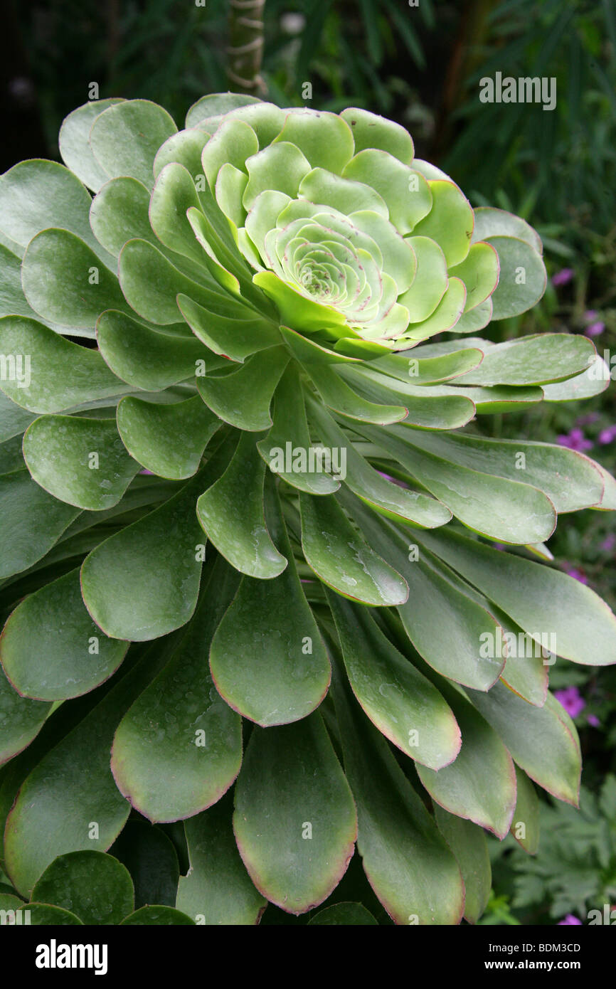 Baumäonium, Aeonium arboreum, Crassulaceen, Stonecrop syn aeonium schwarzkopf oder Aeonium korneliuslemsii. Endemisch auf den westlichen Kanarischen Inseln. Stockfoto