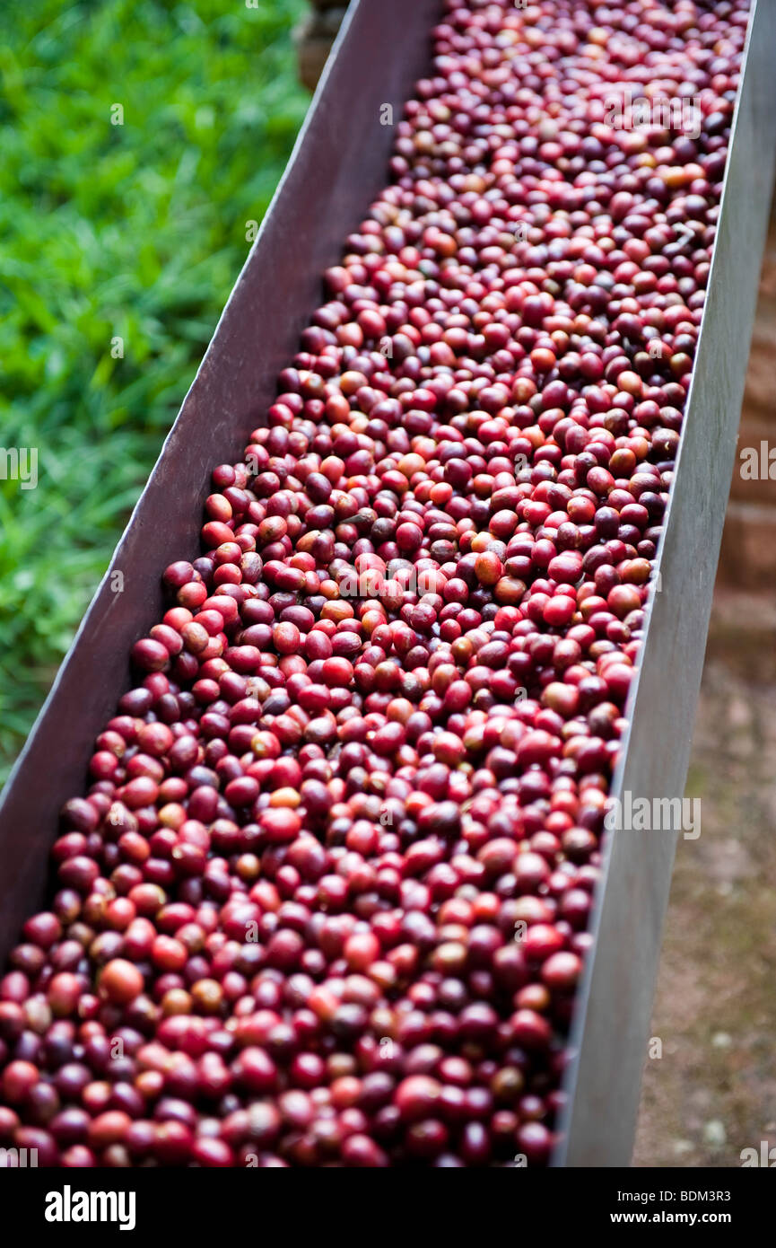 Kaffee-Produktionsanlage, Mabara, in der Nähe von Butare, Ruanda Stockfoto