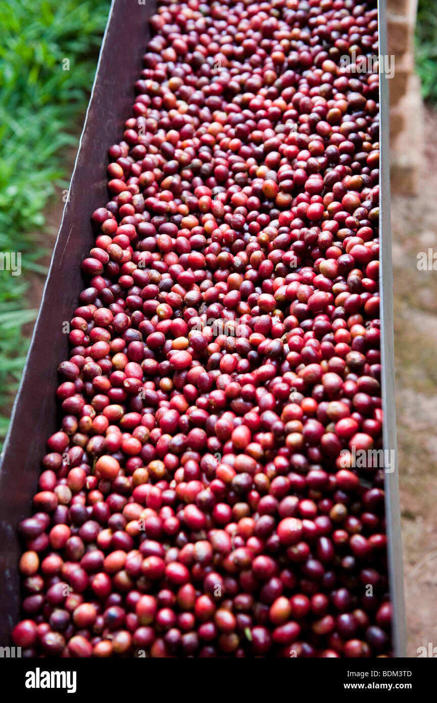 Kaffee-Produktionsanlage, Mabara, in der Nähe von Butare, Ruanda Stockfoto