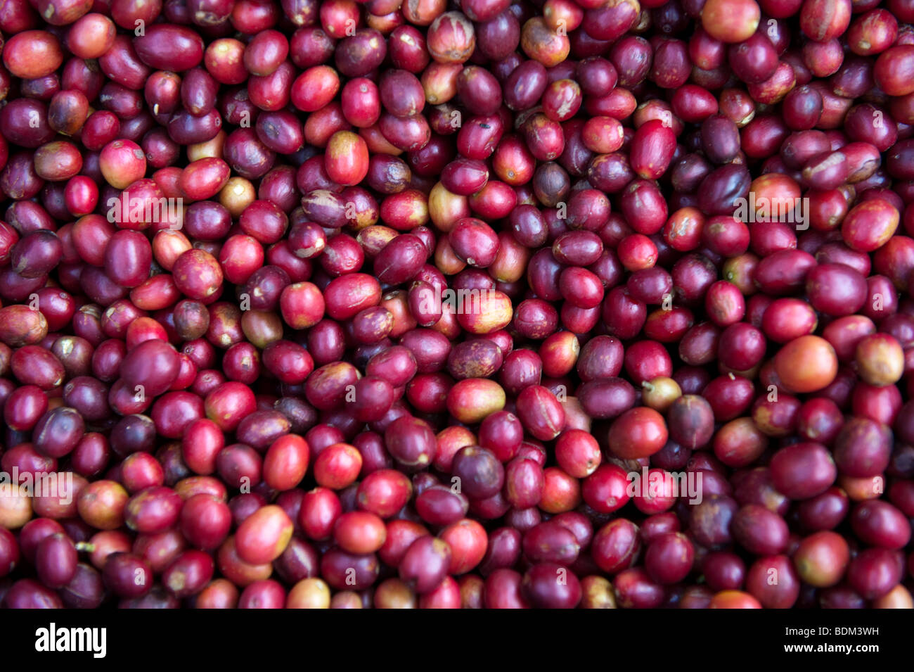 Kaffee-Produktionsanlage, Mabara, in der Nähe von Butare, Ruanda Stockfoto