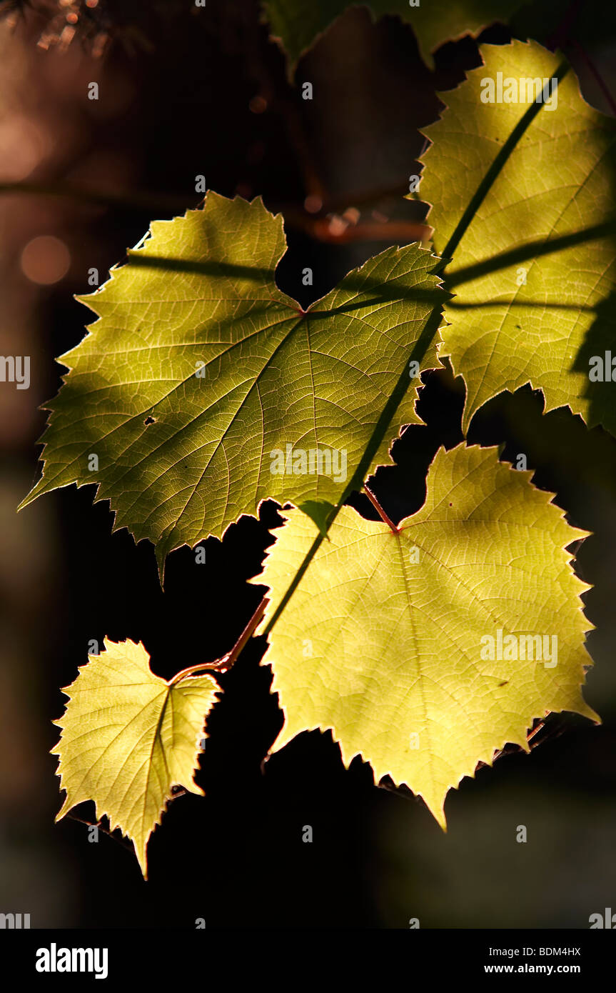 Blätter der Weinrebe im Gegenlicht - Anbau von Reben Stockfoto