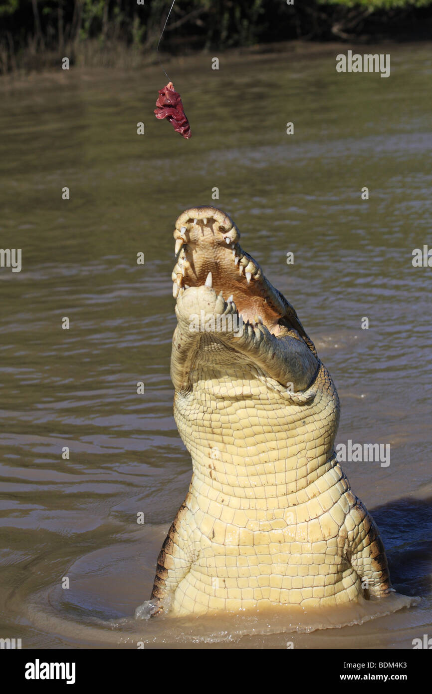 Großer Salzwasser-Krokodil aus dem Wasser springen. Kakadu-Nationalpark. Northern Territory, Australien Stockfoto