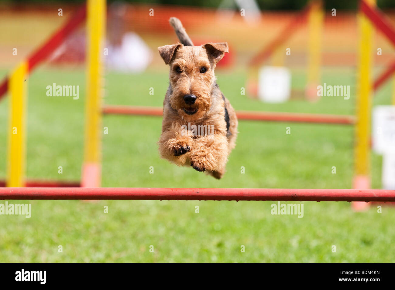 Hund springt Stockfoto